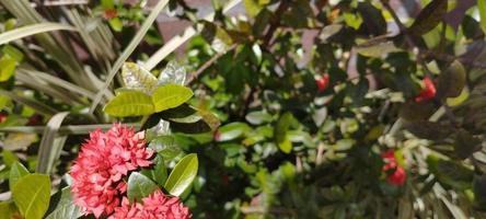 Ixora chinensis, commonly known as Chinese ixora, is a plant species of the genus Ixora photo