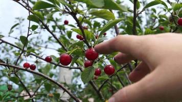 Red cherry on tree video