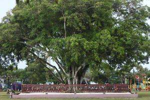 photo of green trees in a city park in the afternoon