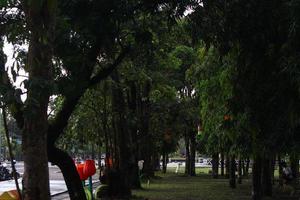 foto de árboles verdes en un parque de la ciudad por la tarde