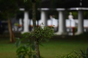 photo of green trees in a city park in the afternoon