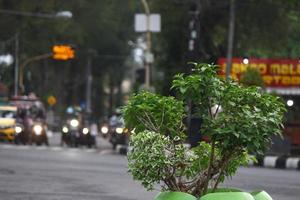 photo of green trees in a city park in the afternoon