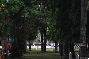 photo of green trees in a city park in the afternoon