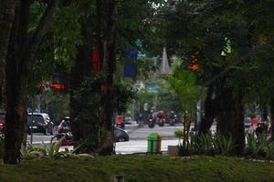 photo of green trees in a city park in the afternoon