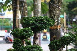 photo of green trees in a city park in the afternoon
