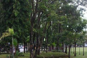 photo of green trees in a city park in the afternoon