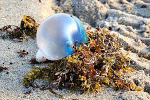 Isolated Portuguese Man o' War at sunrise on Pompano Beach photo