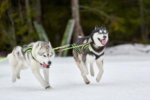 Running Husky dog on sled dog racing photo