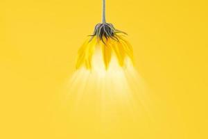 Yellow flower bud of topinambur on yellow background with light, pendant lamp shade design concept photo