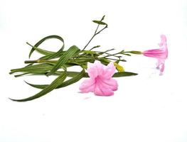 pink flowered wild plant with white background photo