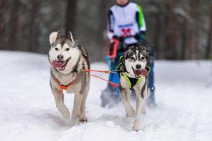 equipo de perros de trineo husky en arnés corre y tira del conductor del perro. carreras de perros de trineo. competición de campeonato de deportes de invierno. foto