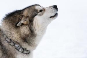 Husky dog howls and barks, funny pet. Funny pet on walking before sled dog training. photo