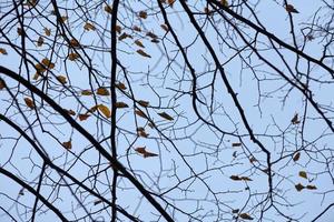 Autumn branches with fallen leaves photo