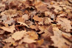 hojas de otoño en el parque de la ciudad foto