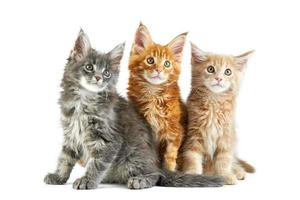 Three maine coon kittens photo