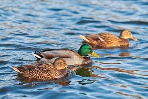 Flock of mallard ducks floating in water photo