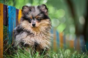 Pomeranian Spitz puppy in garden photo