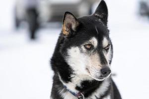 retrato de perro husky, fondo nevado de invierno. mascota divertida al caminar antes del entrenamiento de perros de trineo. foto