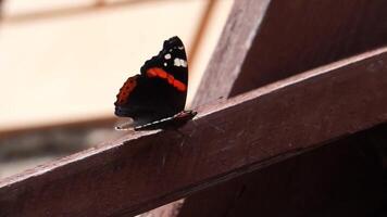 papillon sur un escalier en bois video