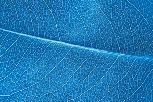 Macro leaf texture blue colorized with beautiful relief facture of plant, close up macro photo