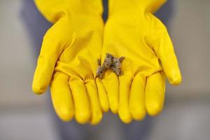 Hands in rubber gloves holding dust balls after cleaning. photo