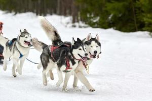 corriendo perro husky en carreras de perros de trineo foto