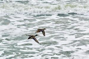 Two mallard ducks flying over sea water, landscape photo
