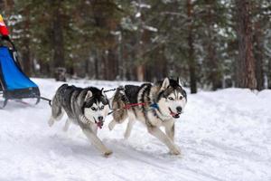 carreras de perros de trineo. equipo de perros de trineo husky en arnés corre y tira del conductor del perro. competición de campeonato de deportes de invierno. foto