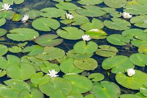 Water lily flower in river. National symbol of Bangladesh. Beautiful white lotus with yellow pollen. photo