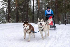 Sled dog racing. Husky sled dogs team pull a sled with dog musher. Winter competition. photo