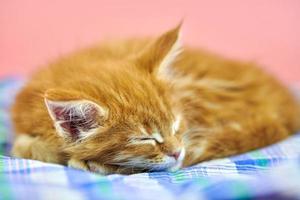 Sleeping Maine coon red kitten photo