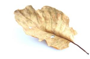 dry leaf lip isolated photo