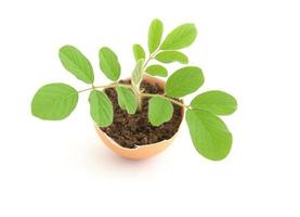 growing green plant in egg shell on white background photo