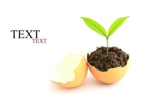 growing green plant in egg shell on white background photo