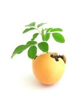 growing green plant in egg shell on white background photo