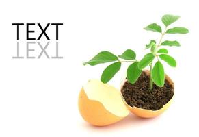 growing green plant in egg shell on white background photo