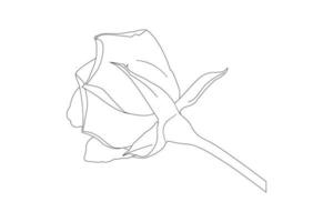 dibujo de flores color de rosa con arte lineal sobre fondos blancos. flores de contorno vectorial. página de color de arte lineal con rosas y hojas vector