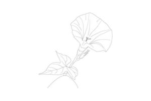 Bindweed flowers, Morning glory flower black and white vector drawing. Page for coloring and design. Ipomoea flowers.