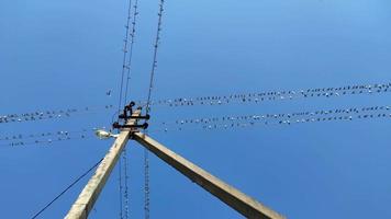 Flock of swallows sitting on electric wires in summer video