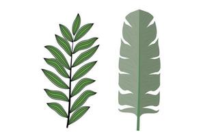 Collection of beautiful tropical leaves isolated on white background. vector