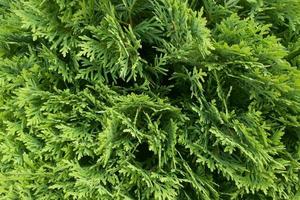 natural background, green thuja texture photo