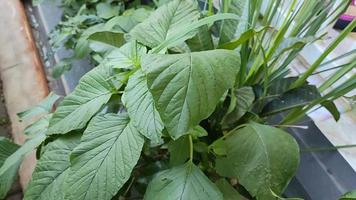 amaranthus viridis eller spenat löv flytta långsamt i de vind video