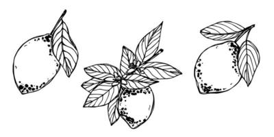 clipart vectorial de limón. conjunto de cítricos dibujados a mano. ilustración de frutas para impresión, web, diseño, decoración vector