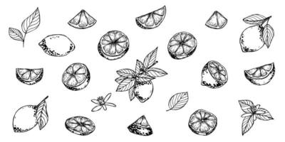 clipart vectorial de limón. conjunto de cítricos dibujados a mano. ilustración de frutas para impresión, web, diseño, decoración vector