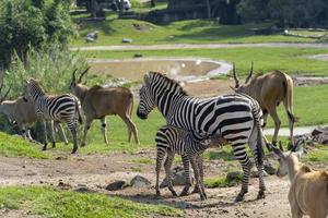Equus quagga zebra and baby zebra, around antelope, baby zebra is feeding, african animals. Mexico, photo