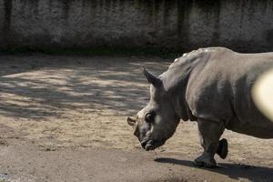 Ceratotherium simum simum white rhinoceros walking quietly in dirt field, horn cut off mexico photo