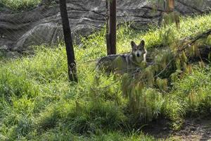 Canis lupus mexican gray wolf at the zoo, behind a mesh containing it, mexico photo