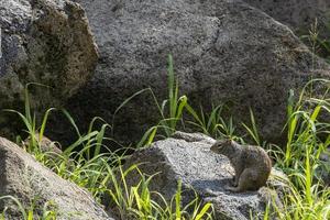 grey squirrel sitting on a stone wall feeding on seeds left for the birds isolated receiving the morning sun, mexico photo