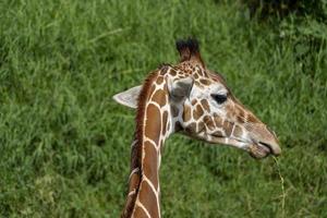 Giraffa camelopardalis reticulata giraffe's head, resting in the field, mexico photo