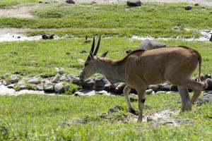 Tragelaphus oryx antílope comiendo en una manada, con algunas palomas alrededor, México foto